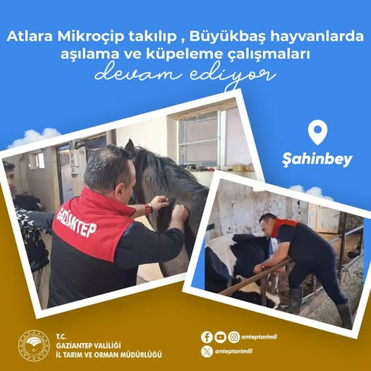Gaziantep'te Büyükbaş Hayvanlar ve Atlar için Sağlık ve Takip Çalışmaları Sürüyor Gaziantep'te Büyükbaş Hayvanlar ve Atlar için Sağlık ve Takip Çalışmaları Sürüyor
