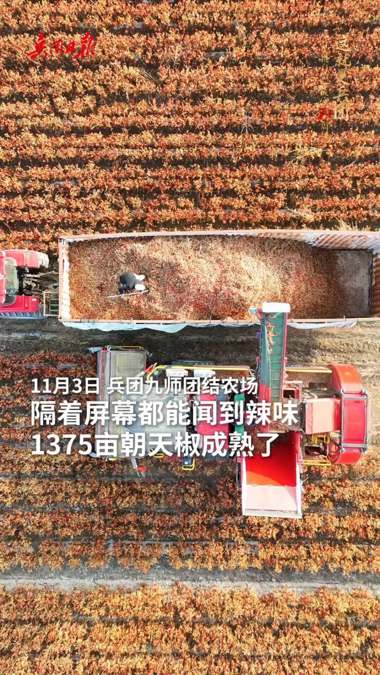 Xinjiang'da Makinelerle Binlerce Dönüm Biber Hasadı Başladı Xinjiang'da Makinelerle Binlerce Dönüm Biber Hasadı Başladı
