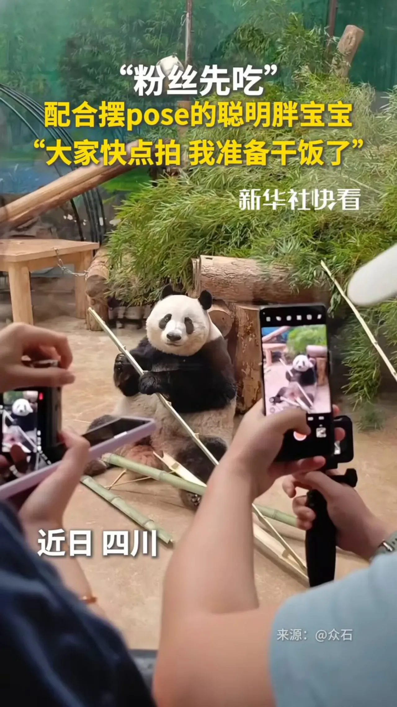 Panda, Yemek İçin Poz Verdi: Sosyal Medyada Viral Olan Sevimli Anlar Panda, Yemek İçin Poz Verdi: Sosyal Medyada Viral Olan Sevimli Anlar