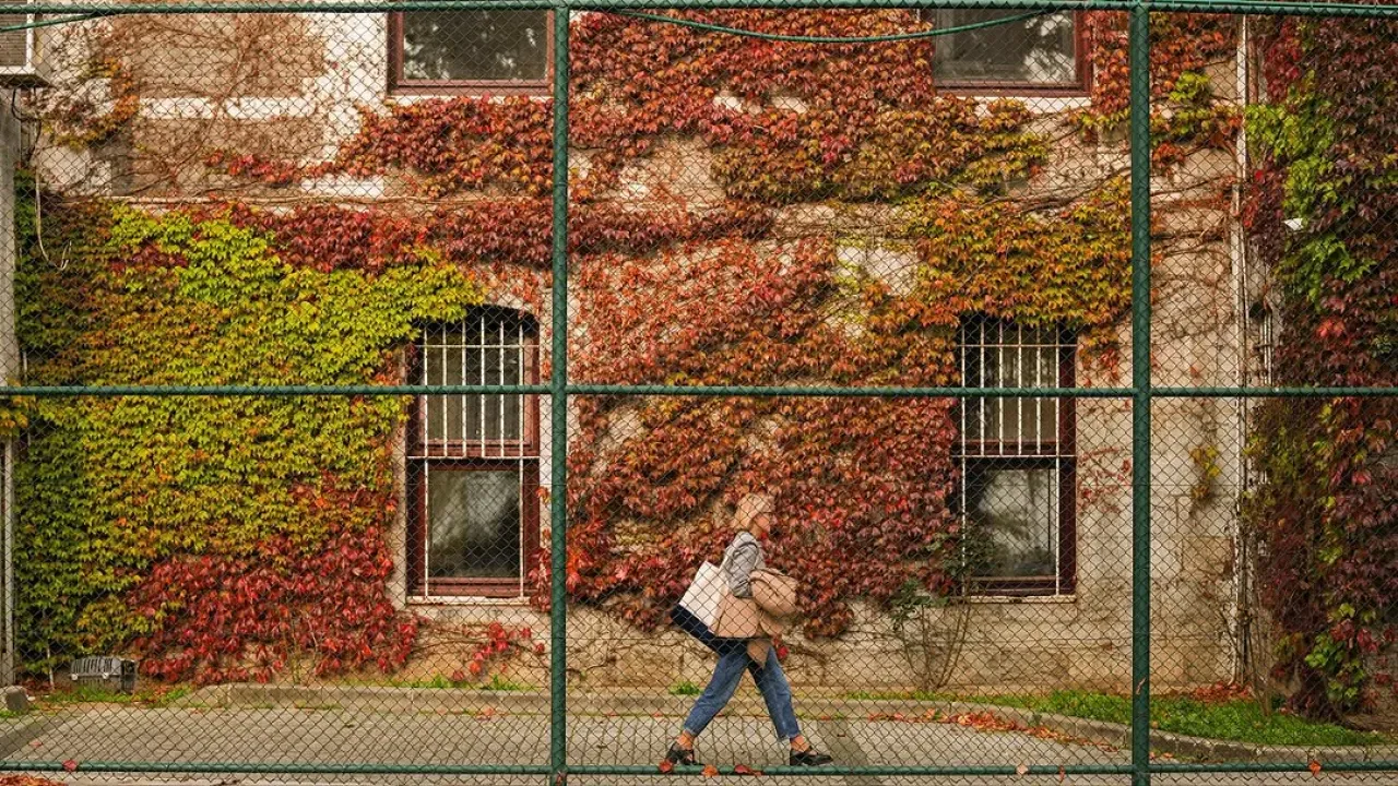 Boğaziçi Üniversitesi'nde Huzurlu Bir Kasım Manzarası Boğaziçi Üniversitesi'nde Huzurlu Bir Kasım Manzarası