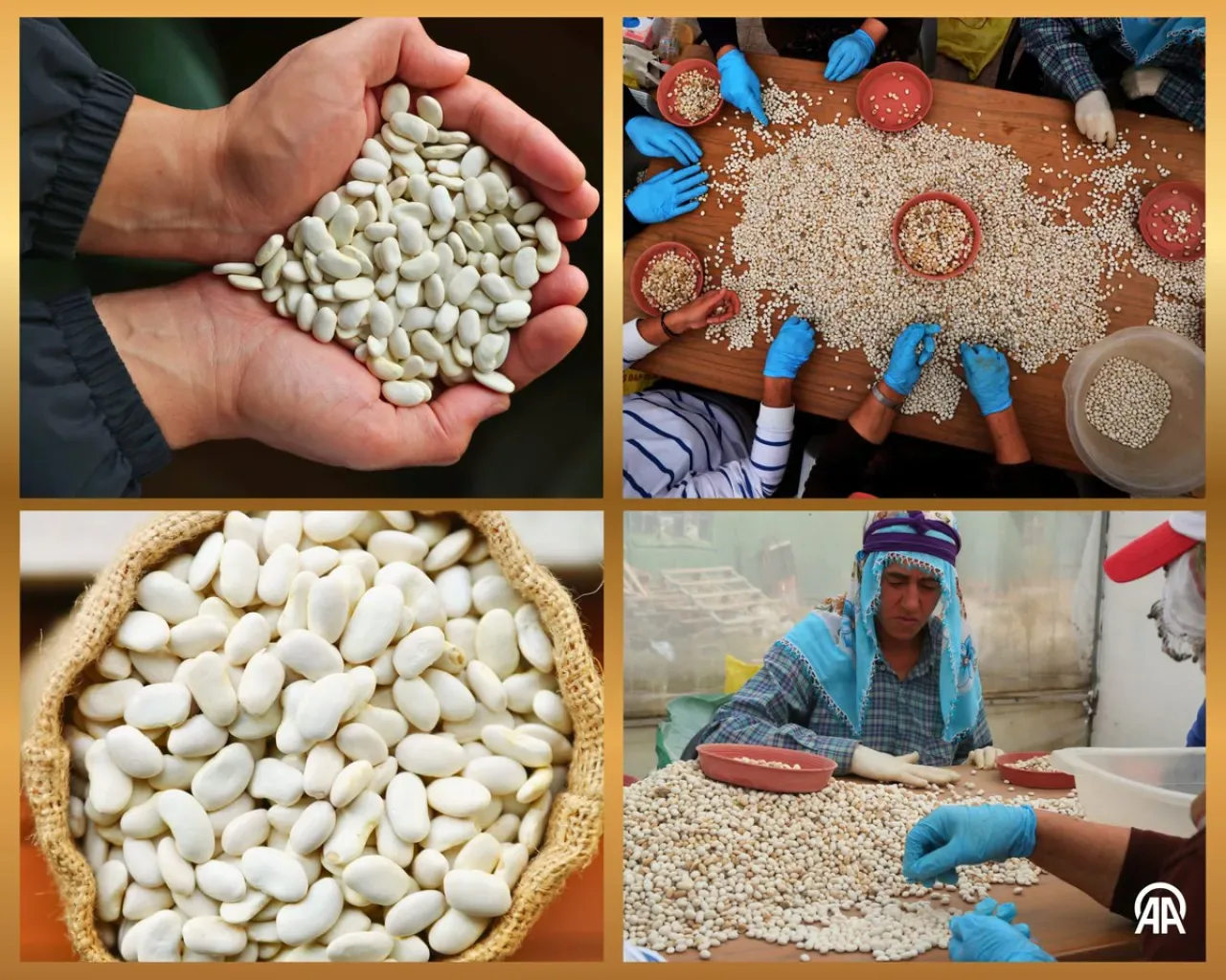 Erzincan'da Geliştirilen Tescilli Fasulye Çeşitleri Genetik Miras Olarak Korunacak Erzincan'da Geliştirilen Tescilli Fasulye Çeşitleri Genetik Miras Olarak Korunacak