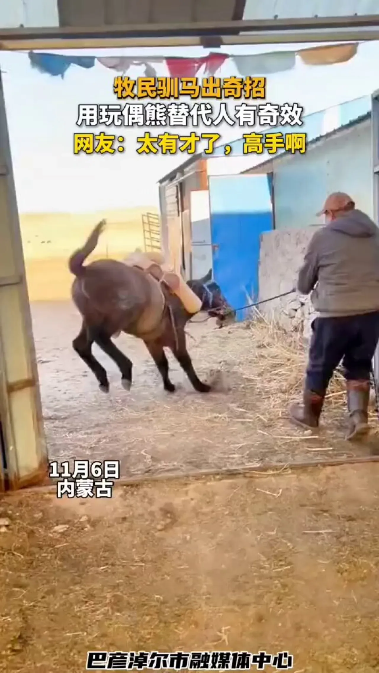 İnek Çobanının Oyuncak Ayı ile At Eğitme Yöntemi Başarılı Oldu İnek Çobanının Oyuncak Ayı ile At Eğitme Yöntemi Başarılı Oldu