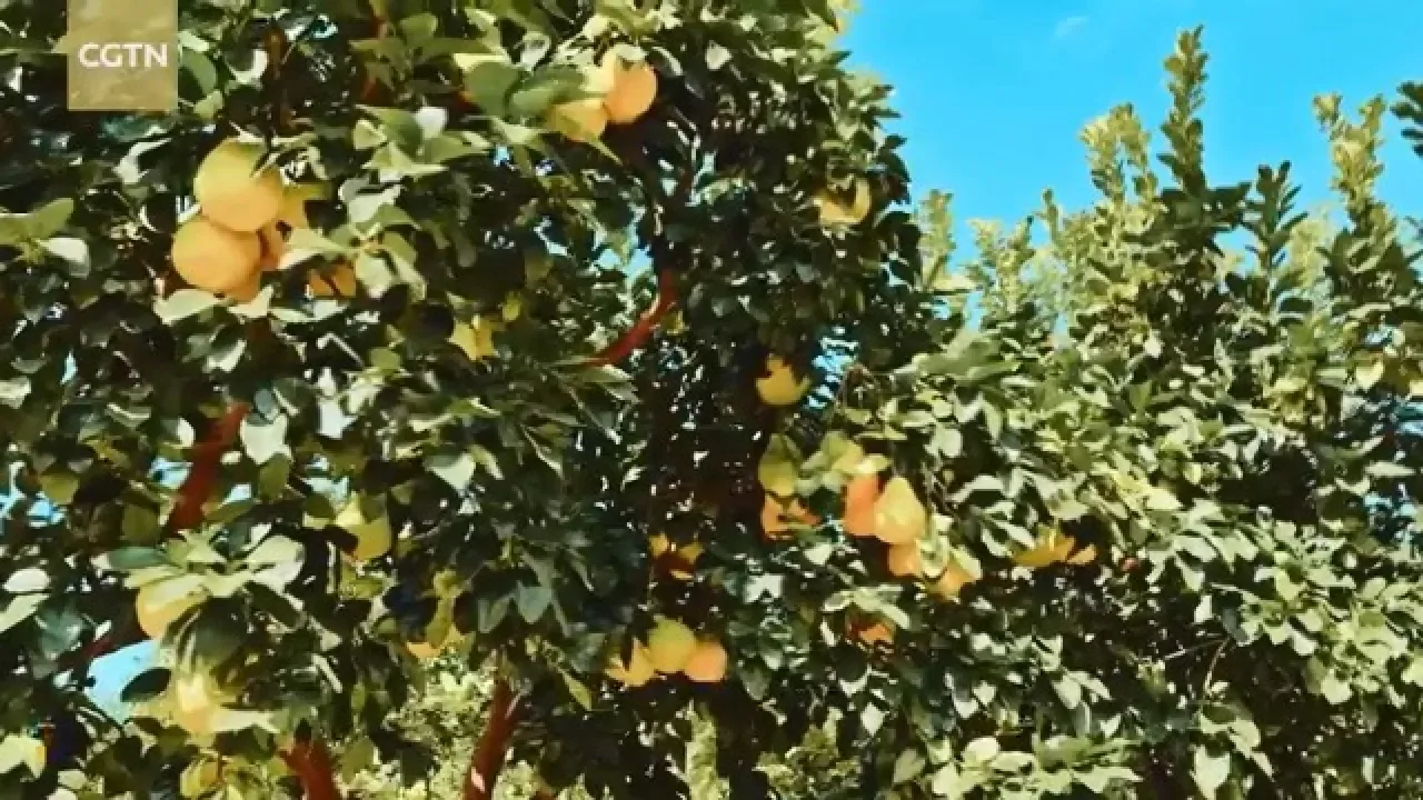 Nanfu Pomelo Üretimi Kırsal Kalkınmaya Destek Oluyor Nanfu Pomelo Üretimi Kırsal Kalkınmaya Destek Oluyor