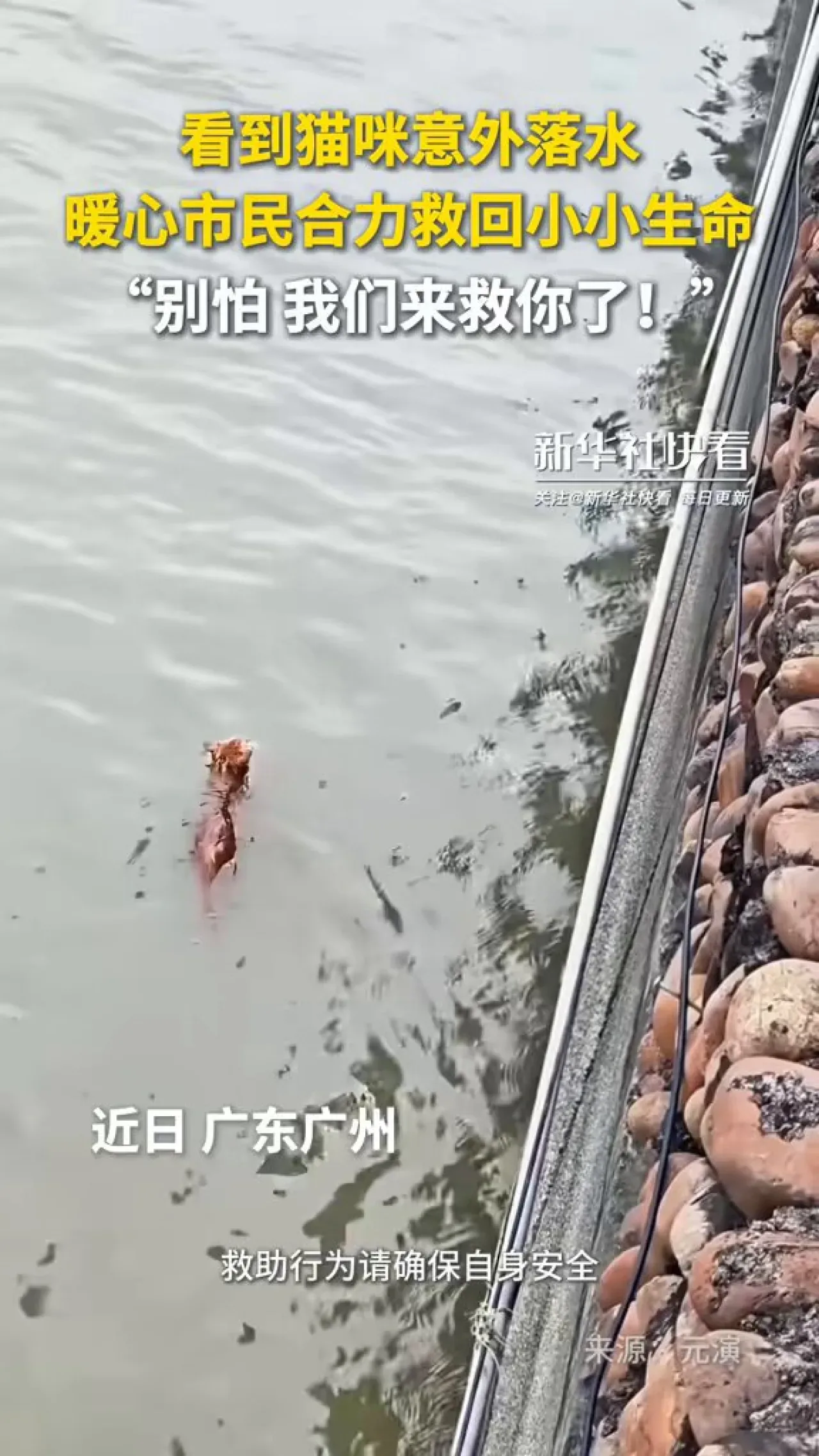 Guangzhou'da Suda Mahsur Kalan Kedi Vatandaşların Ortak Çabasıyla Kurtarıldı Guangzhou'da Suda Mahsur Kalan Kedi Vatandaşların Ortak Çabasıyla Kurtarıldı