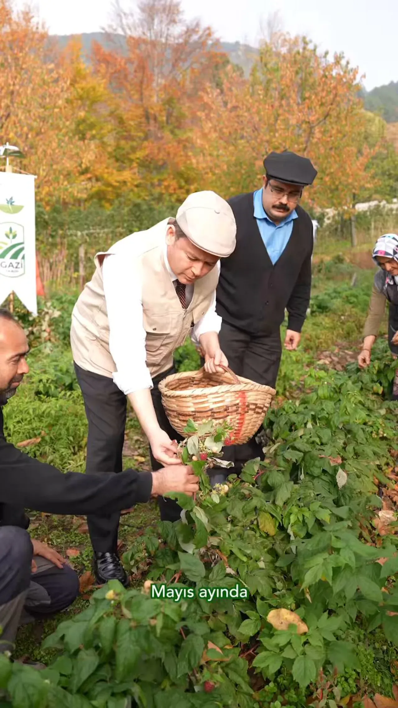 Osmangazi'de Köylerde Tarım Kalkınması: Ahududu Üretimi Başladı Osmangazi'de Köylerde Tarım Kalkınması: Ahududu Üretimi Başladı