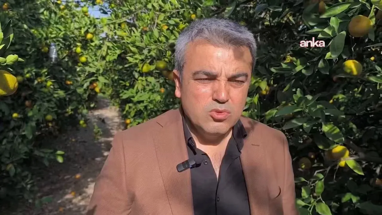 Hataylı Narenciye Üreticileri, Dalında Mandalina Satış Fiyatlarından Şikayetçi Hataylı Narenciye Üreticileri, Dalında Mandalina Satış Fiyatlarından Şikayetçi