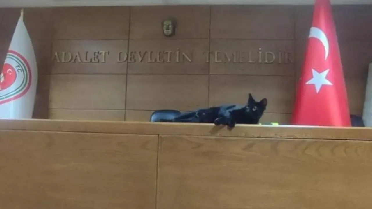 Bakırköy Adliyesi'ndeki Kediler İçin Tahliye Kararı Bakırköy Adliyesi'ndeki Kediler İçin Tahliye Kararı