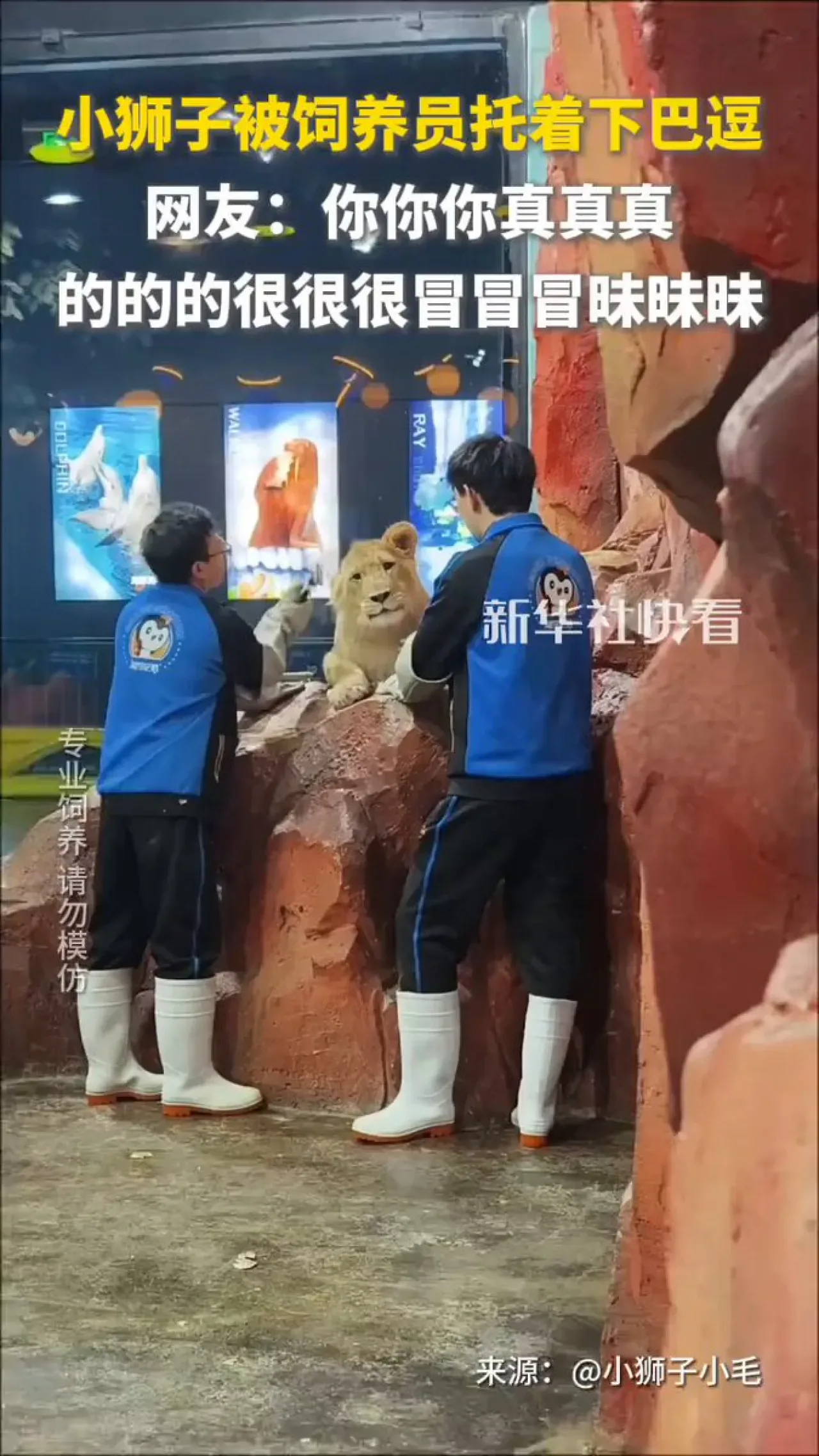 Zookeeper ile Aslan Arasında İlginç Etkileşim Zookeeper ile Aslan Arasında İlginç Etkileşim