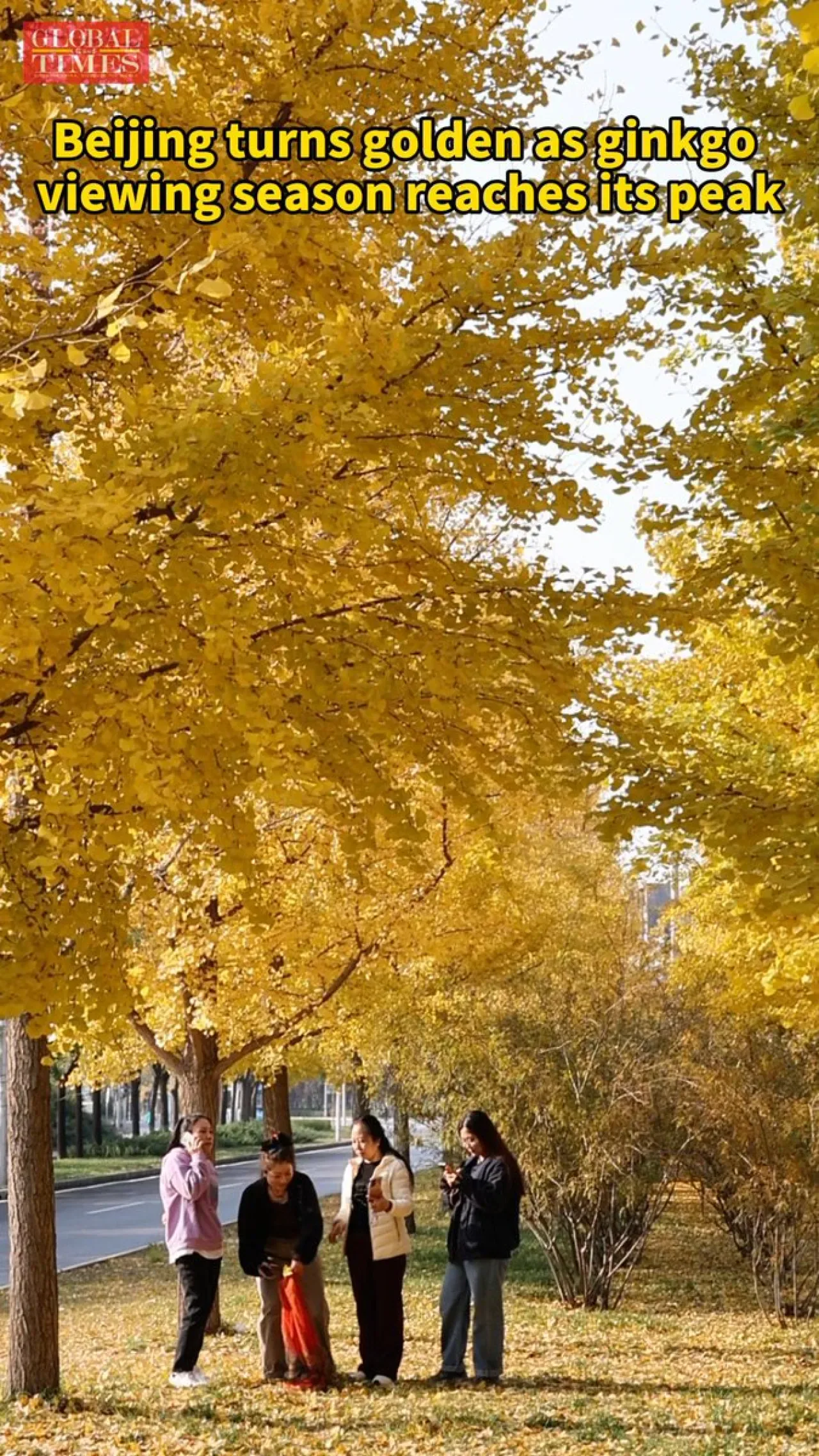 Pekin'deki Ginkgo Ağaçları Altın Renkli Görsel Şölen Sunuyor Pekin'deki Ginkgo Ağaçları Altın Renkli Görsel Şölen Sunuyor