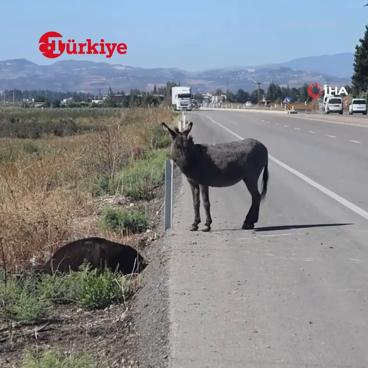Hatay'da Trafik Kazasında Yavru Eşeğin Acı Dolu Bekleyişi Hatay'da Trafik Kazasında Yavru Eşeğin Acı Dolu Bekleyişi
