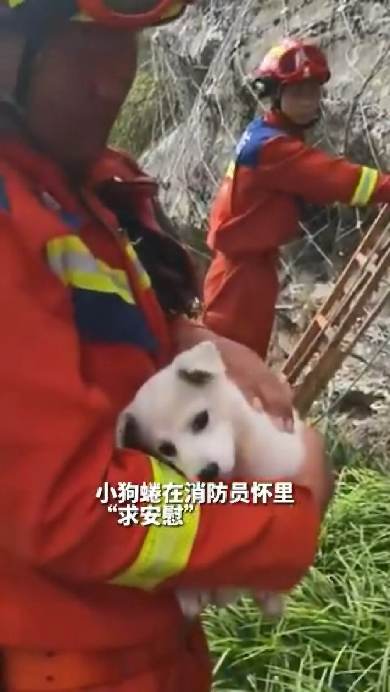 Hangzhou'da Uçurum Kenarında Sıkışan Köpek Yavrusu İtfaiye Ekipleri Tarafından Kurtarıldı Hangzhou'da Uçurum Kenarında Sıkışan Köpek Yavrusu İtfaiye Ekipleri Tarafından Kurtarıldı