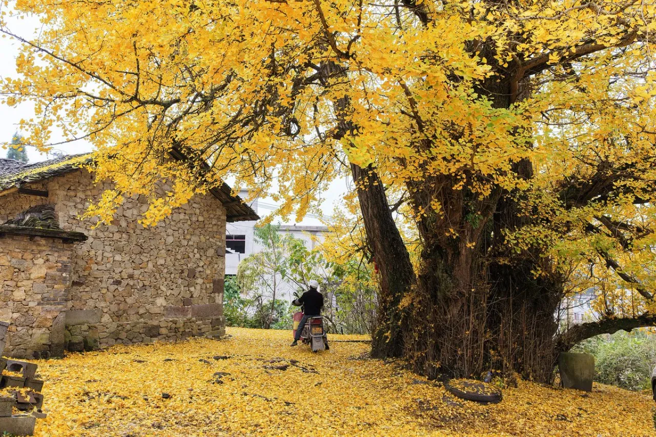 Guizhou'nun 1500 Yıllık Antik Ginkgo Ağaçları Altın Denizini Andırıyor Guizhou'nun 1500 Yıllık Antik Ginkgo Ağaçları Altın Denizini Andırıyor