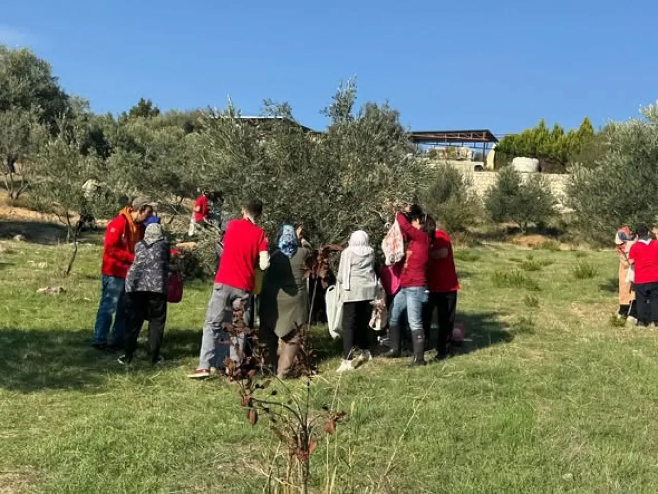 İzmir'de Engelli Vatandaşlar İçin Zeytin Toplama ve Doğa Etkinliği İzmir'de Engelli Vatandaşlar İçin Zeytin Toplama ve Doğa Etkinliği