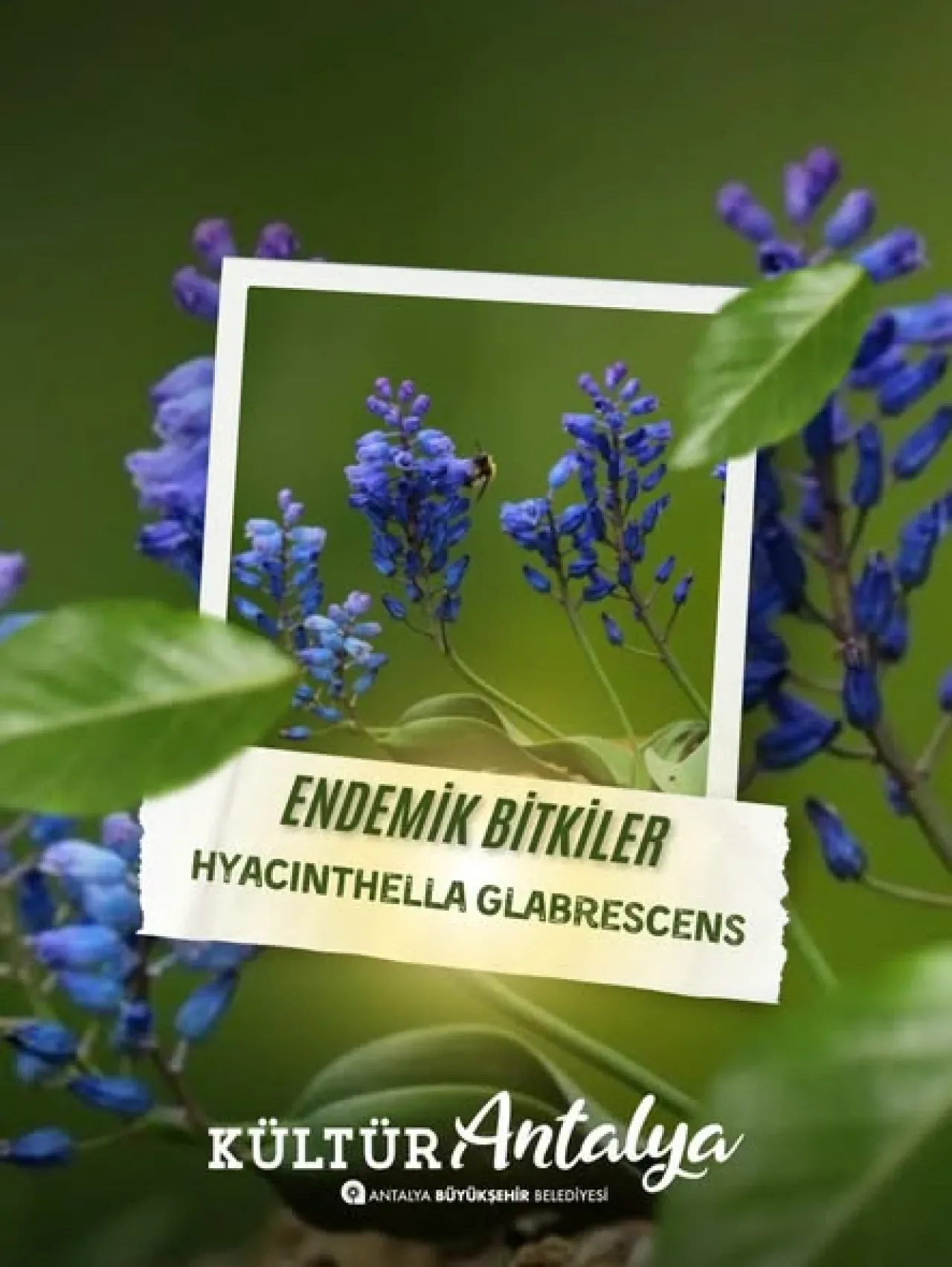 Antalya'nın Endemik Hazinesi: Muscari Anatolicum Çiçeği Baharı Müjdeliyor Antalya'nın Endemik Hazinesi: Muscari Anatolicum Çiçeği Baharı Müjdeliyor