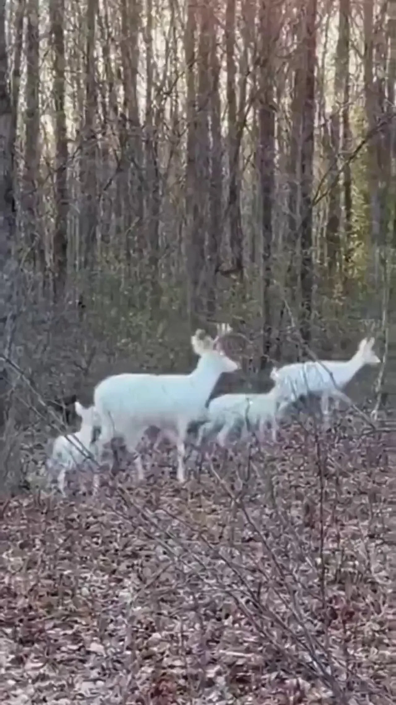 ABD'de Nadir Görülen İki Beyaz Albino Geyik ve Yavruları Görüntülendi ABD'de Nadir Görülen İki Beyaz Albino Geyik ve Yavruları Görüntülendi