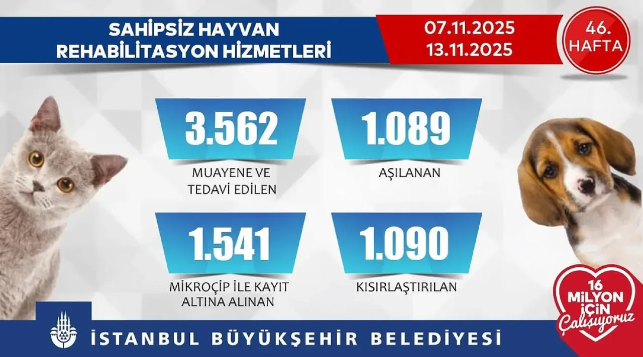 İBB Veteriner Hizmetleri Sahipsiz Hayvanlar İçin Rehabilitasyon Çalışmalarını Sürdürüyor İBB Veteriner Hizmetleri Sahipsiz Hayvanlar İçin Rehabilitasyon Çalışmalarını Sürdürüyor