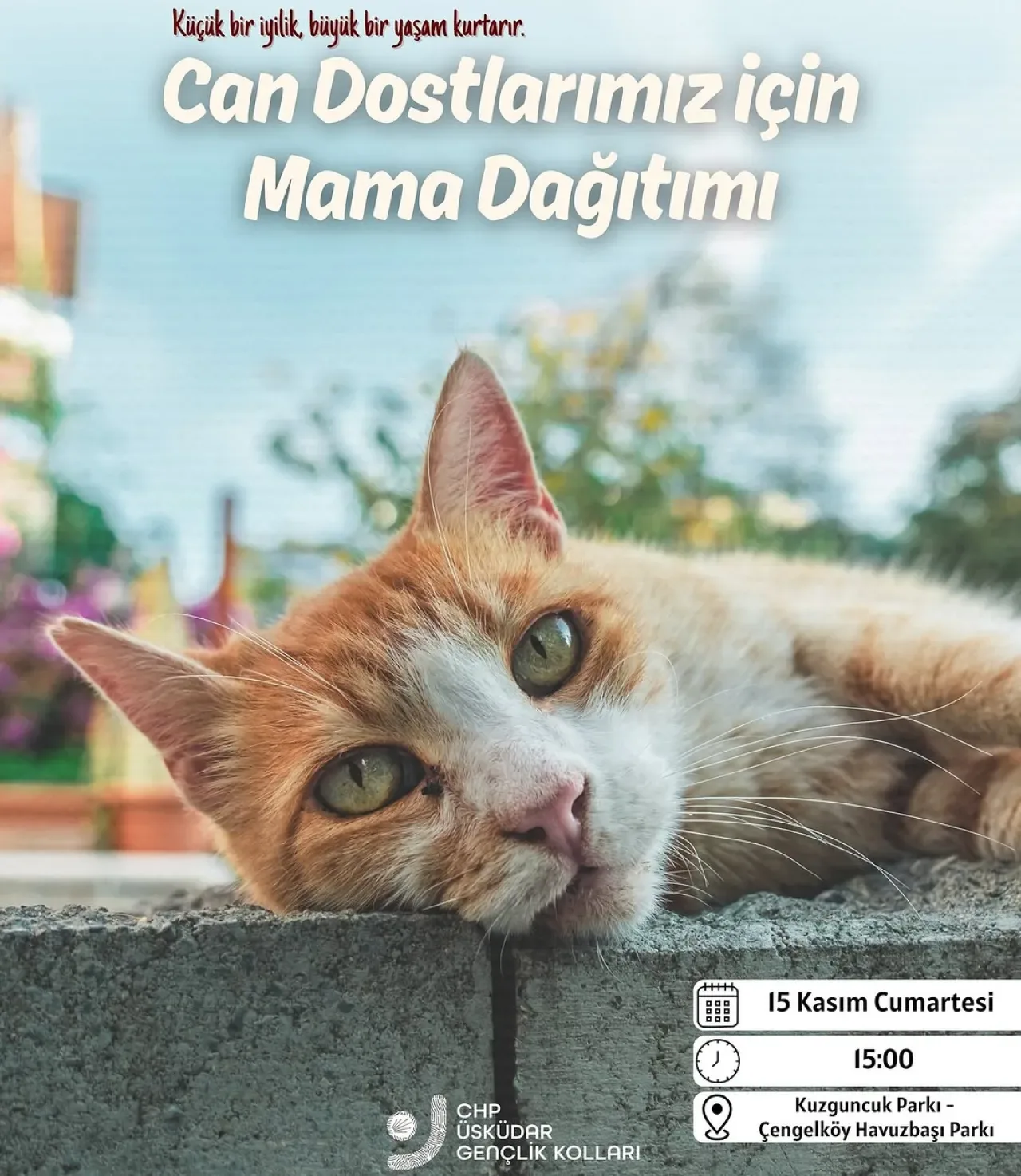 CHP Üsküdar Gençlik Kolları'ndan Sokak Hayvanları İçin Mama Dağıtım Etkinliği CHP Üsküdar Gençlik Kolları'ndan Sokak Hayvanları İçin Mama Dağıtım Etkinliği