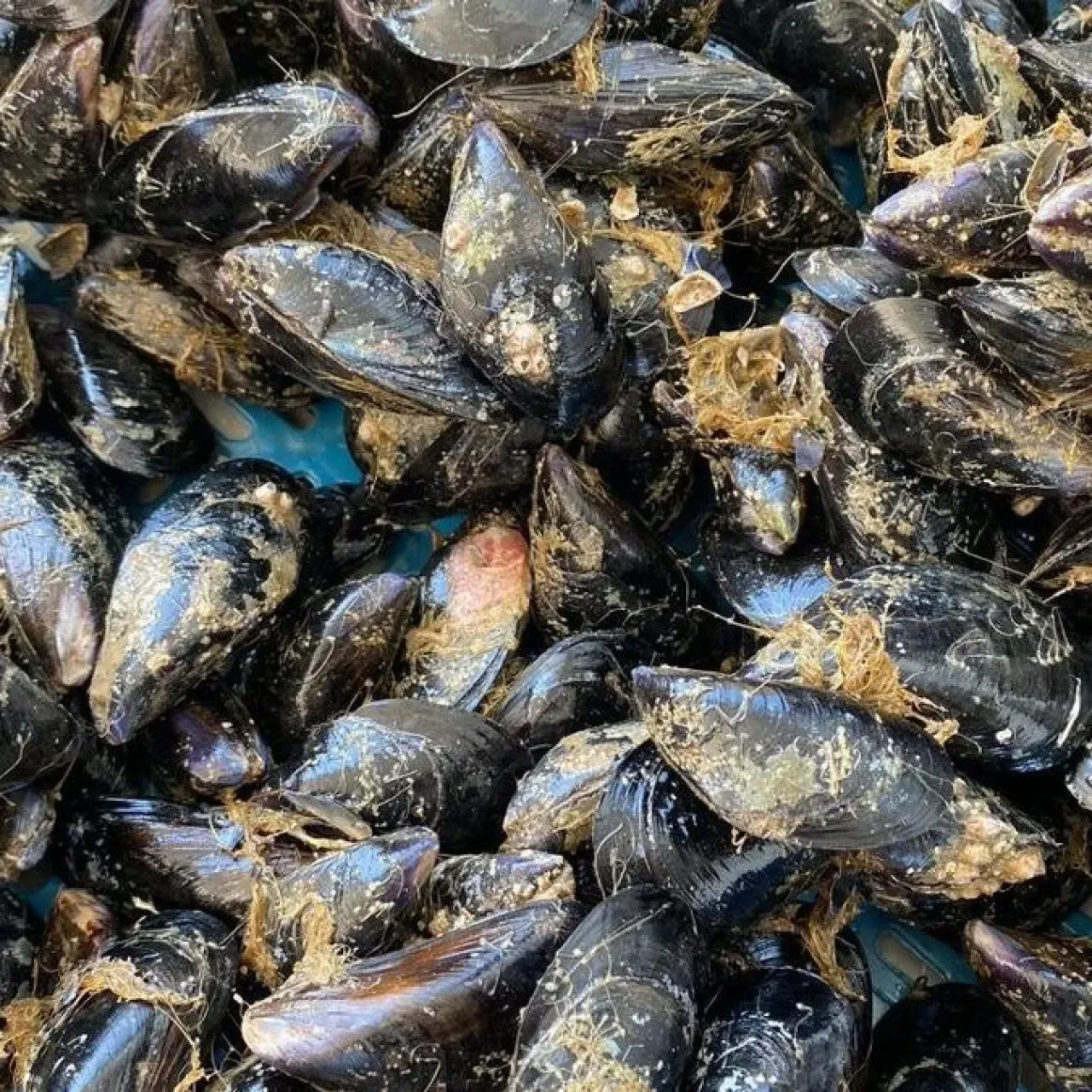 İzmir'de 27 Ton Kaçak Midye Ele Geçirildi, Canlı Midyeler Denize Bırakıldı İzmir'de 27 Ton Kaçak Midye Ele Geçirildi, Canlı Midyeler Denize Bırakıldı