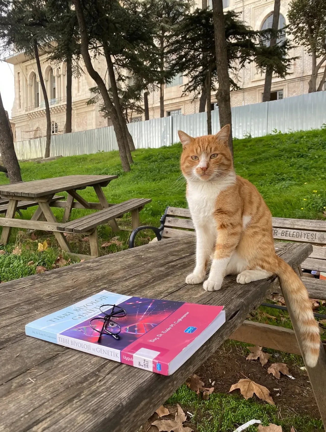 Sağlık Bilimleri Üniversitesi Kampüsündeki Kediler, Vize Haftası Stresine İlaç Gibi Geliyor Sağlık Bilimleri Üniversitesi Kampüsündeki Kediler, Vize Haftası Stresine İlaç Gibi Geliyor