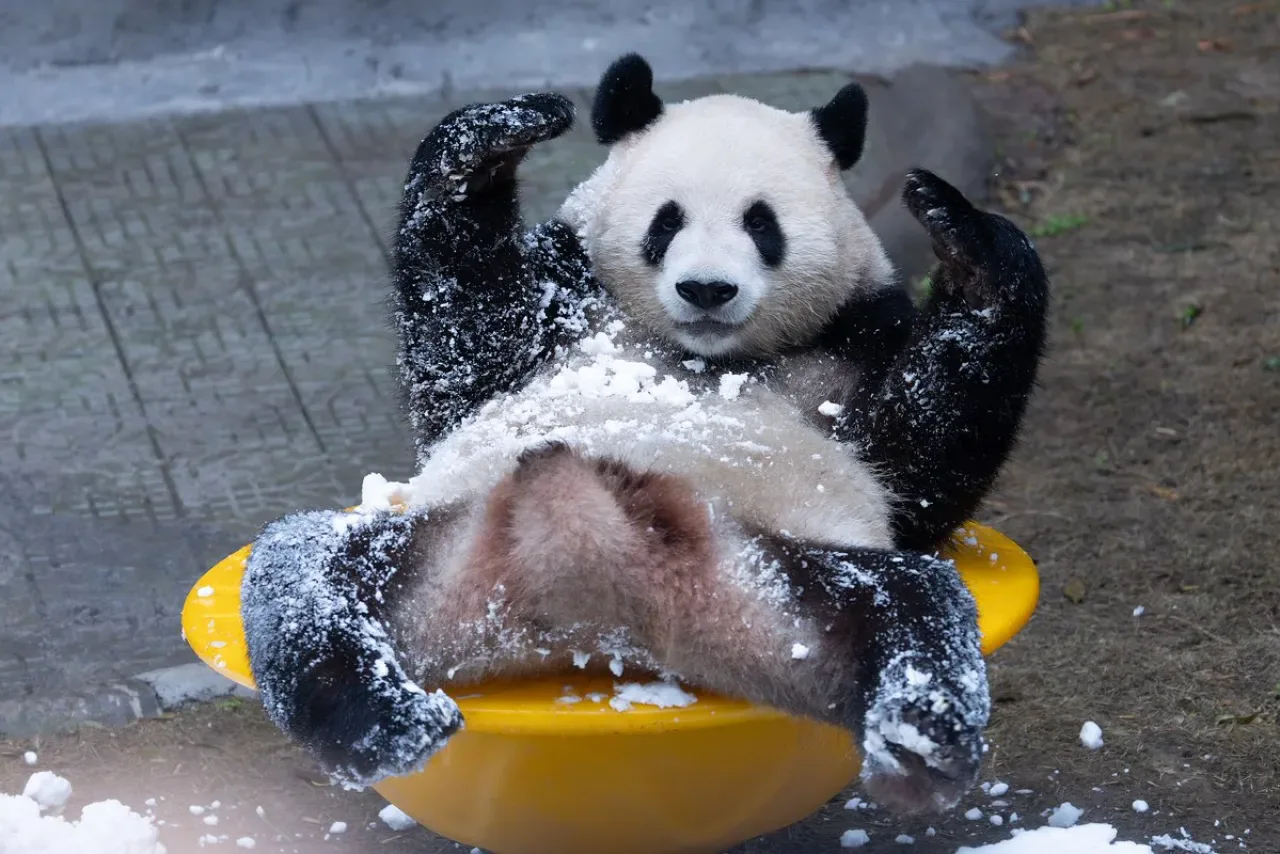 Dev Panda Dostların Kış Keyfi: Chongqing Hayvanat Bahçesi'nde Neşe Dolu Anlar Dev Panda Dostların Kış Keyfi: Chongqing Hayvanat Bahçesi'nde Neşe Dolu Anlar
