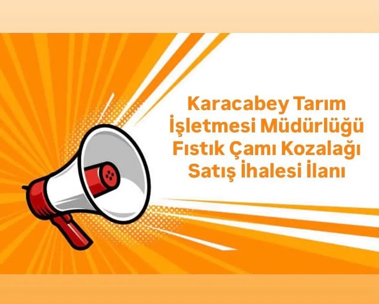 Karacabey'de 20 Bin Kg Fıstık Çamı Kozalağı İhalesi Düzenlenecek Karacabey'de 20 Bin Kg Fıstık Çamı Kozalağı İhalesi Düzenlenecek