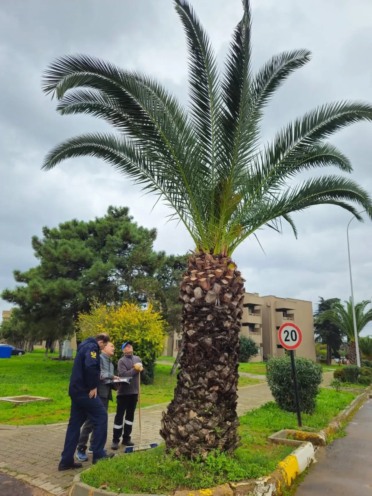 İstanbul Tuzla'daki Palmiye Ağaçları, Tehlike Saçan Böcek İstilası Nedeniyle İmha Edilecek İstanbul Tuzla'daki Palmiye Ağaçları, Tehlike Saçan Böcek İstilası Nedeniyle İmha Edilecek