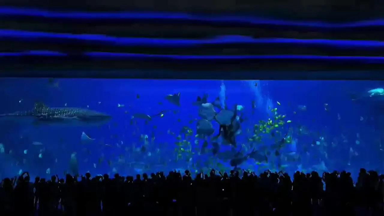 Çin'in Guangdong Eyaletinde Sualtı Zenginlikleri: Rüya Gibi Bir Okyanus Dünyası Çin'in Guangdong Eyaletinde Sualtı Zenginlikleri: Rüya Gibi Bir Okyanus Dünyası