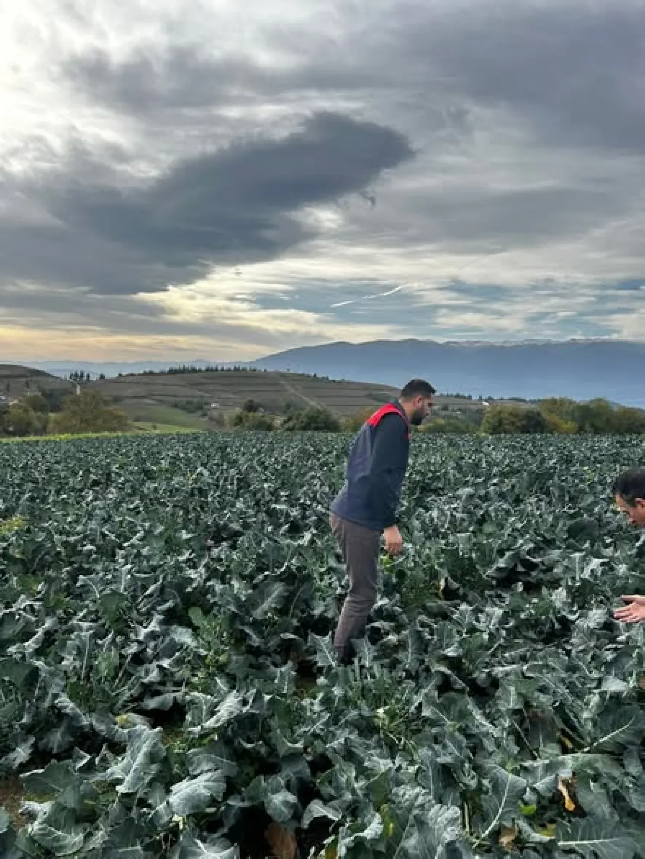 Bursa Kestel'de Brokoli Hasadı Çiftçilerin Yüzünü Güldürüyor Bursa Kestel'de Brokoli Hasadı Çiftçilerin Yüzünü Güldürüyor