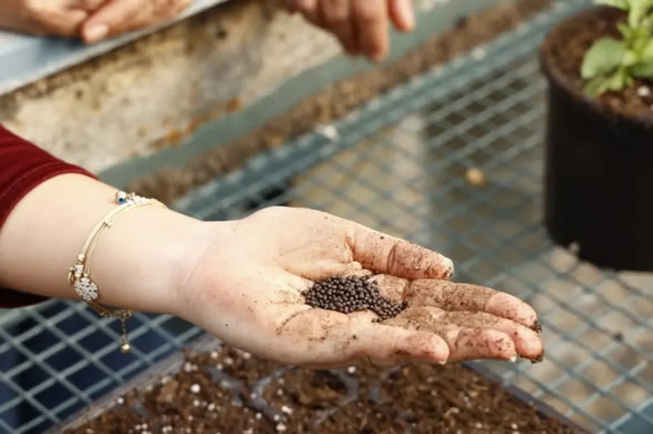 Antalya'da Tıbbi ve Aromatik Bitki Yetiştiriciliği Kursiyerleri Pratik Eğitimle Beceri Kazanıyor Antalya'da Tıbbi ve Aromatik Bitki Yetiştiriciliği Kursiyerleri Pratik Eğitimle Beceri Kazanıyor