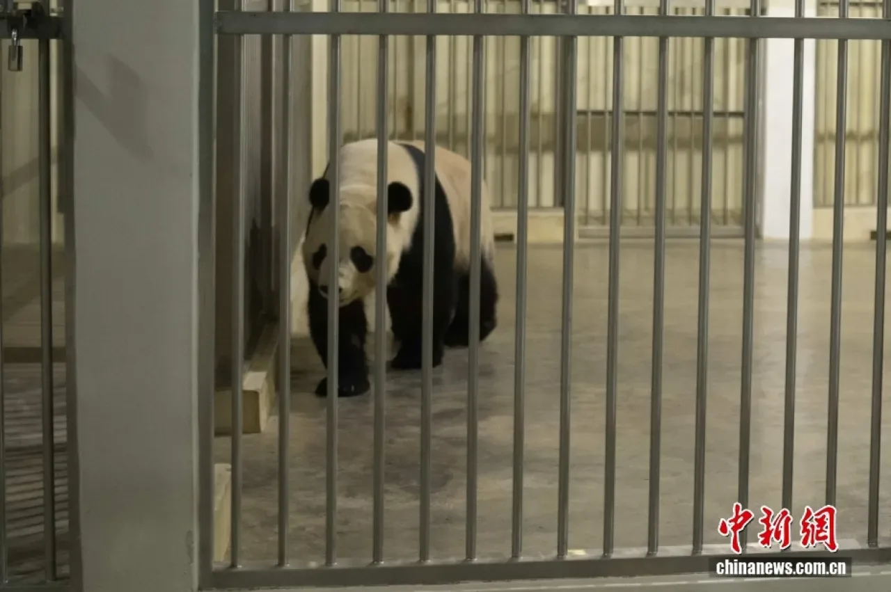 Malezya'ya Yeni Dev Panda Çifti Geldi Malezya'ya Yeni Dev Panda Çifti Geldi