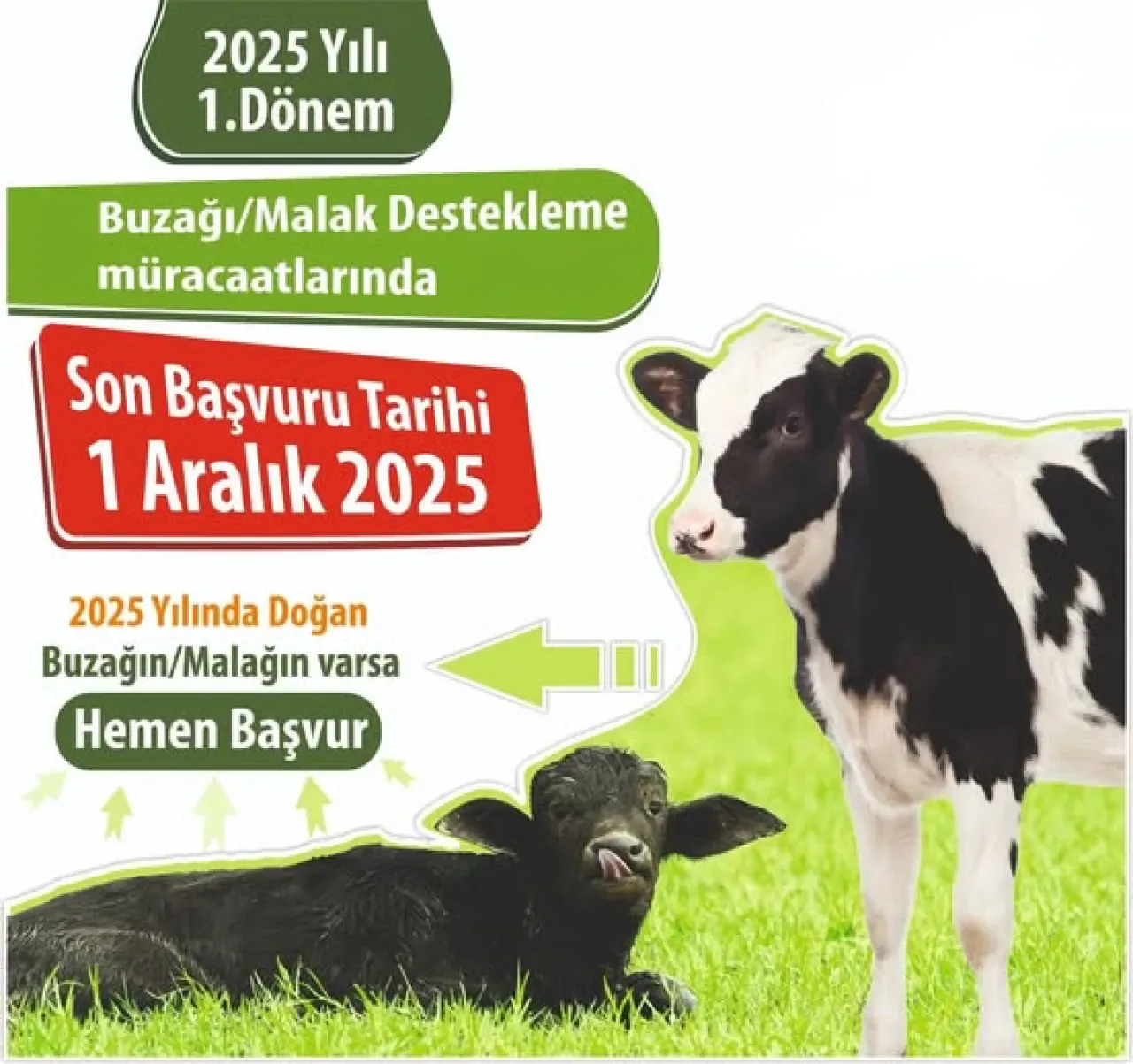 Bursa Kestel'de Buzağı Malağı Desteği Başvuruları İçin Son Tarih 1 Aralık Bursa Kestel'de Buzağı Malağı Desteği Başvuruları İçin Son Tarih 1 Aralık
