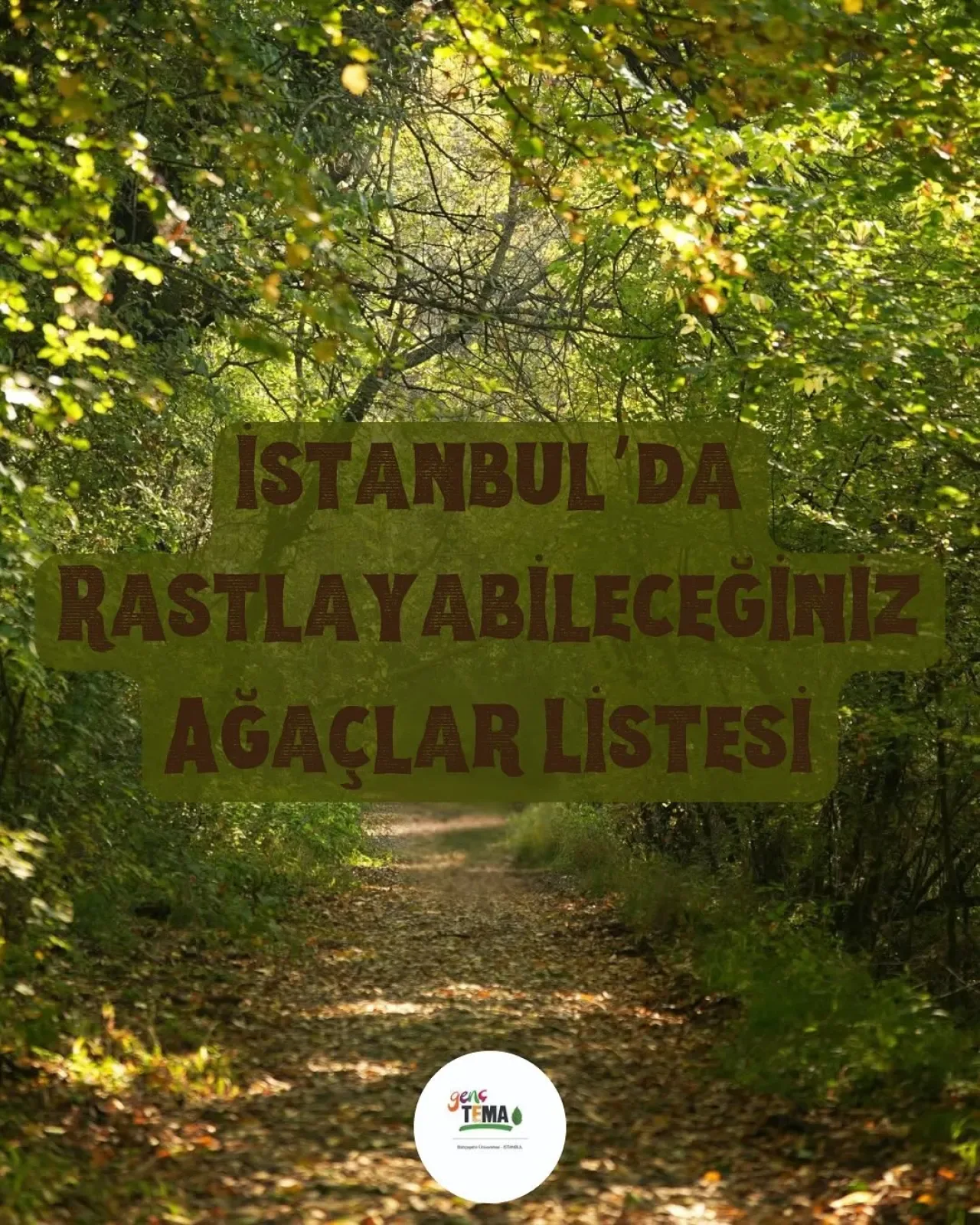 İstanbul'un Doğal Mirası: Şehrin Tarihine ve Ekosistemine Hayat Veren Ağaçlar İstanbul'un Doğal Mirası: Şehrin Tarihine ve Ekosistemine Hayat Veren Ağaçlar
