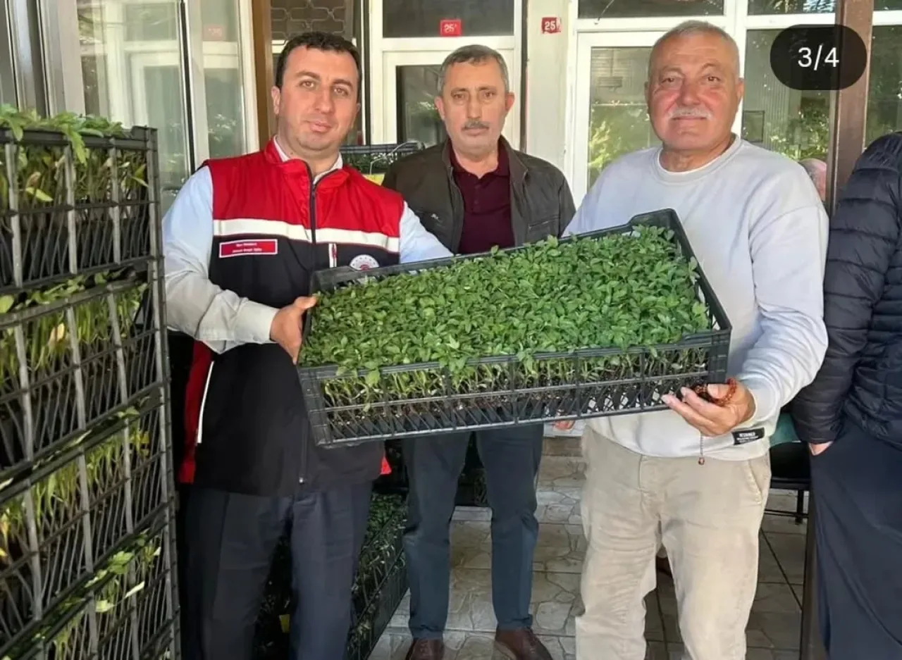 Çekmeköy'de Üreticilere 154 Bin Sebze Fidesi Desteği Çekmeköy'de Üreticilere 154 Bin Sebze Fidesi Desteği