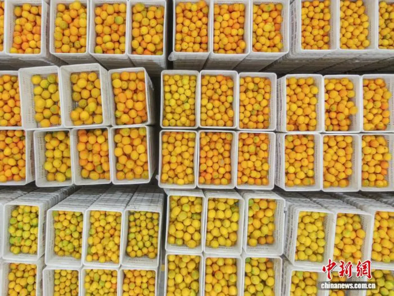 Ganzhou, "Dünyanın Portakal Başkenti" Unvanını Sürdürüyor Ganzhou, "Dünyanın Portakal Başkenti" Unvanını Sürdürüyor