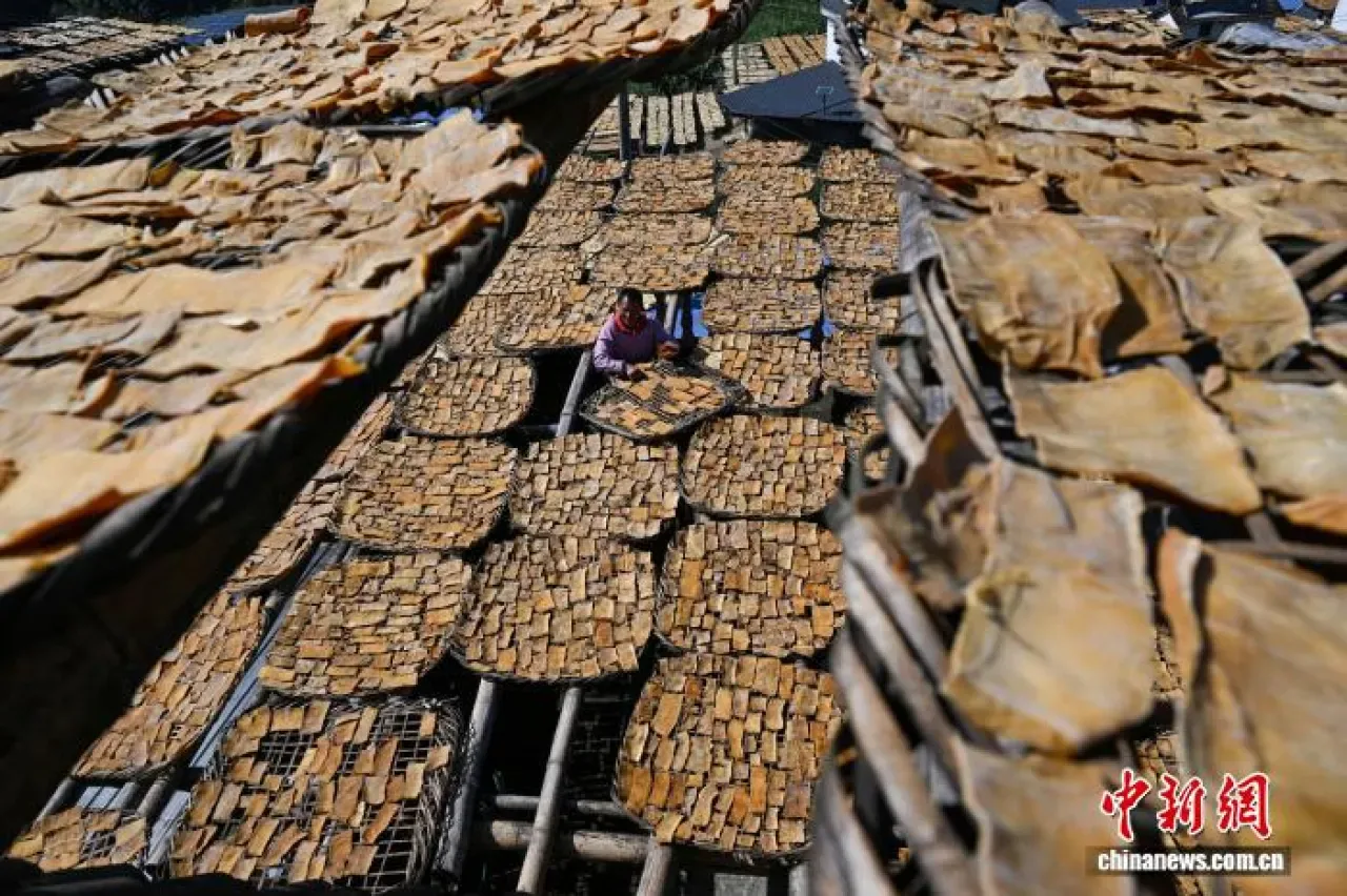 Guangxi'da Pingxi Köyü'nde Geleneksel Badu Bambu Filizi Kurutma Zamanı Guangxi'da Pingxi Köyü'nde Geleneksel Badu Bambu Filizi Kurutma Zamanı