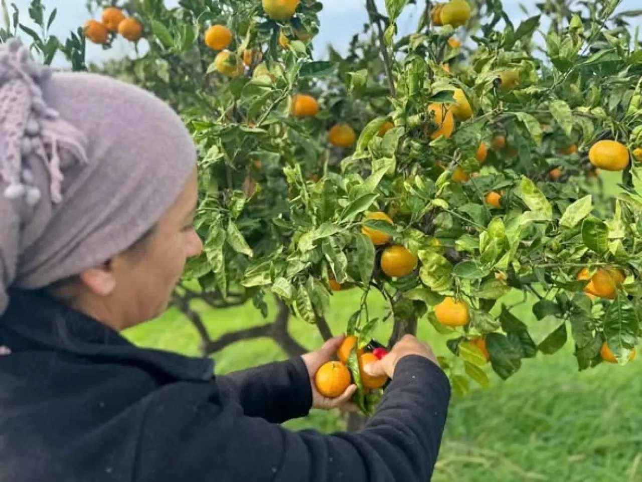 Karaburun Belediyesi'nden Öğrencilere Mandalina Desteği Karaburun Belediyesi'nden Öğrencilere Mandalina Desteği