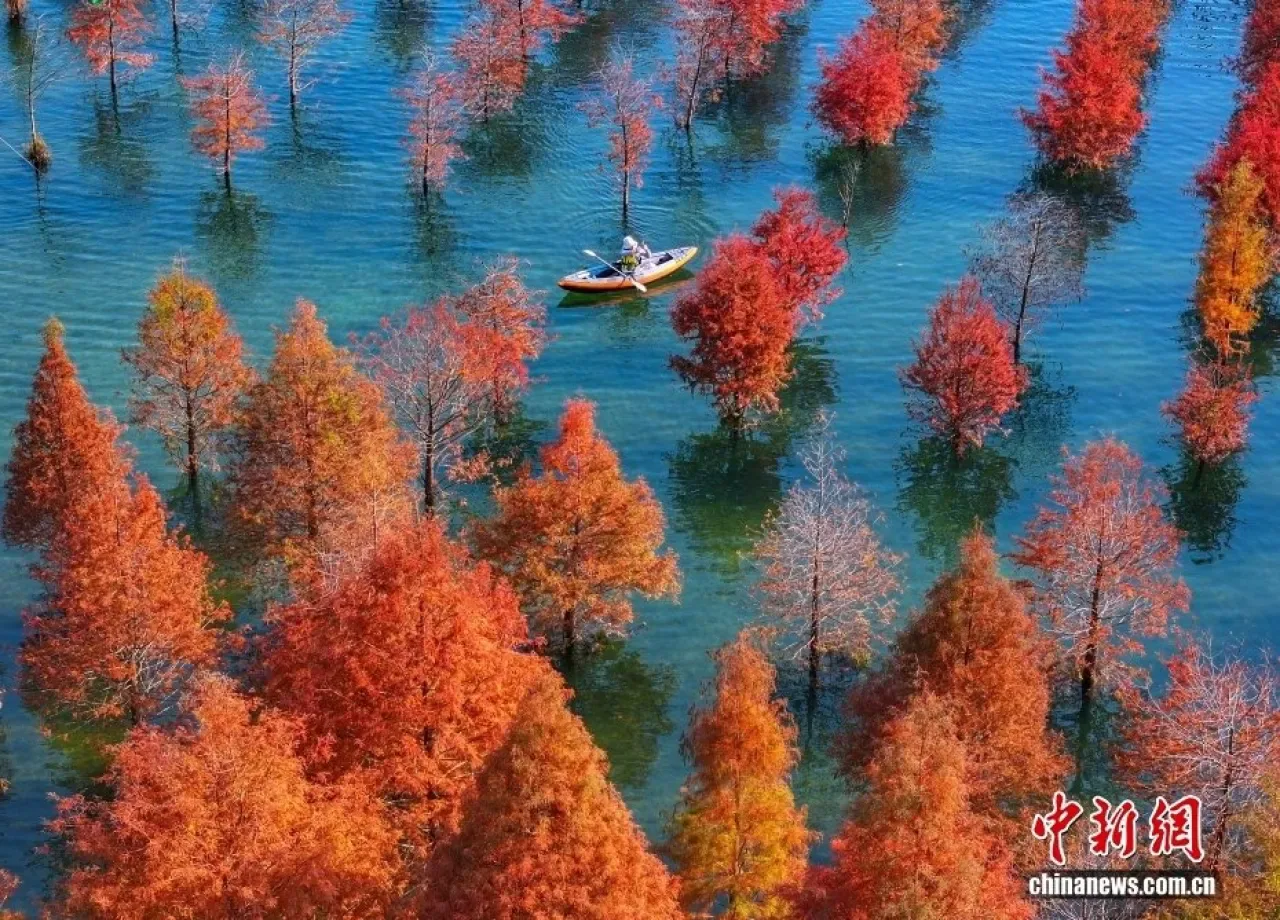 Huzhou'daki Sazlık Ormanlar Turistleri Büyülüyor Huzhou'daki Sazlık Ormanlar Turistleri Büyülüyor