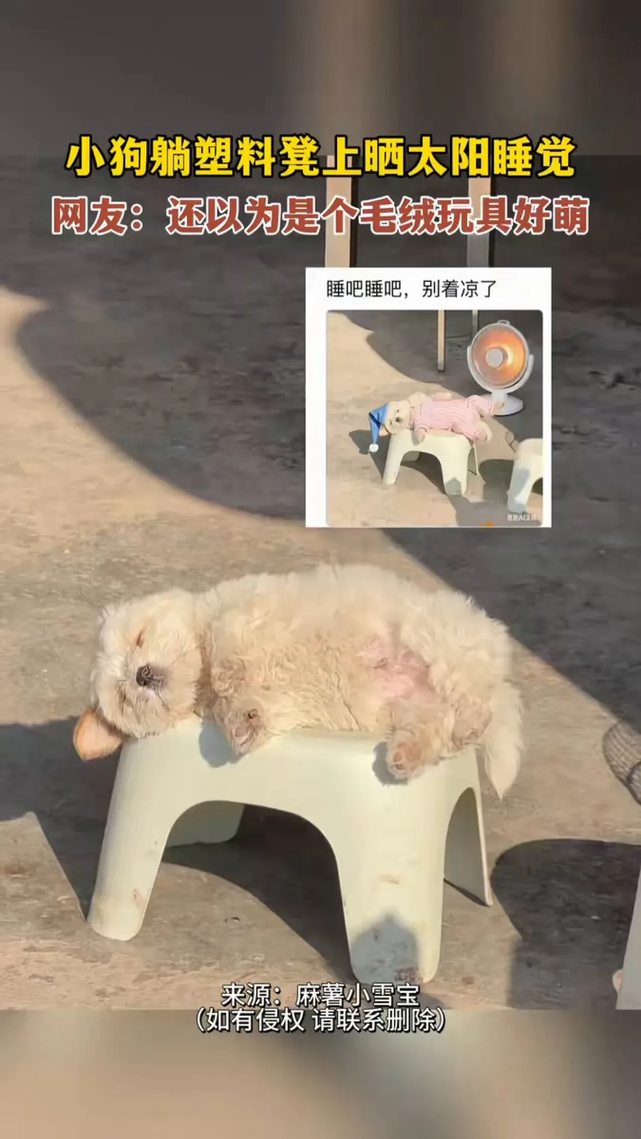 Güneşte Uyuyan Sevimli Köpek Yavrusu 'Yıkanmış Oyuncak Gibi' Güneşte Uyuyan Sevimli Köpek Yavrusu 'Yıkanmış Oyuncak Gibi'