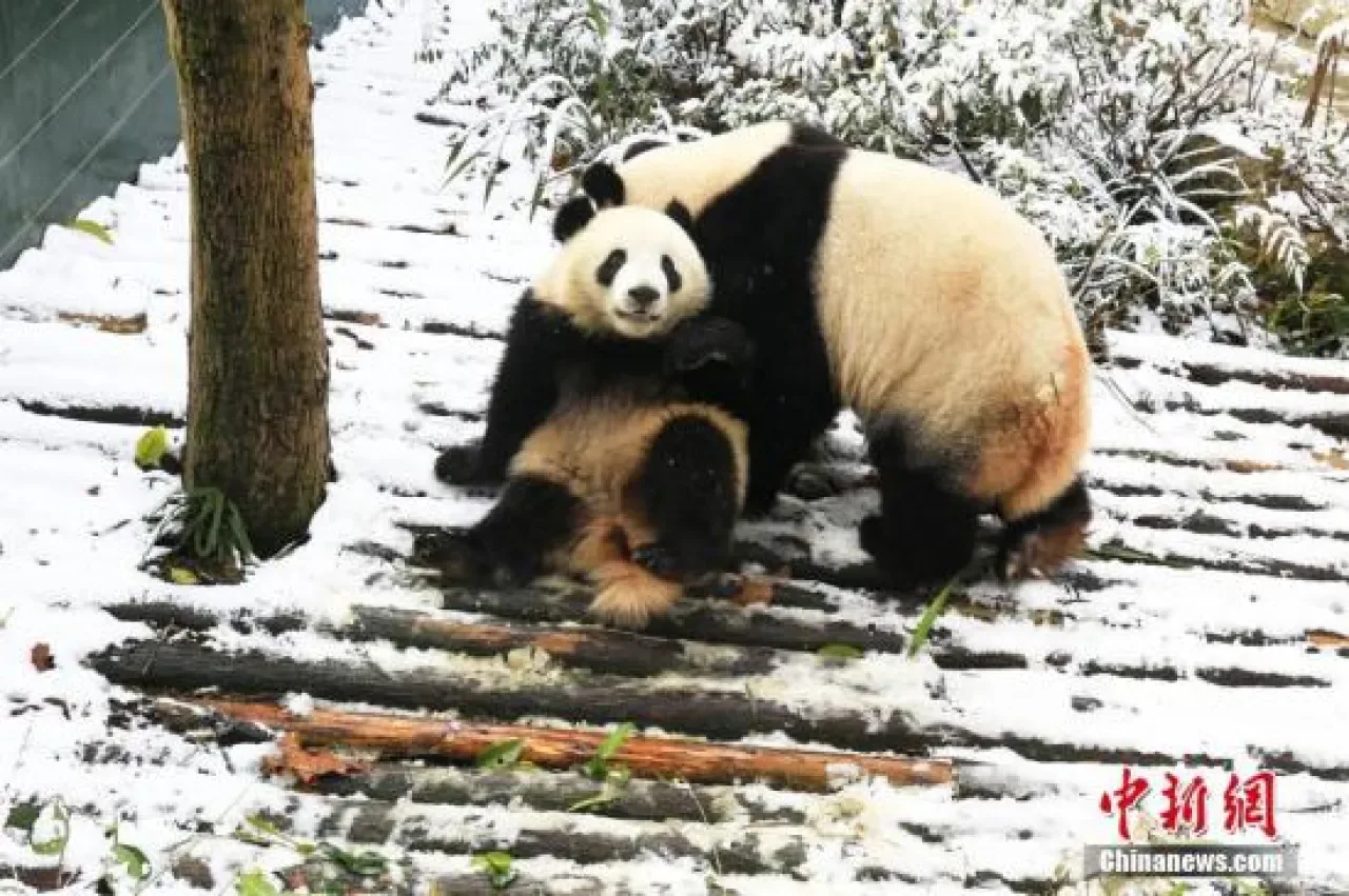 Dev Panda Nüfusu Rekor Seviyede: 808 Esaret Altında, 1900 Yabani Dev Panda Nüfusu Rekor Seviyede: 808 Esaret Altında, 1900 Yabani