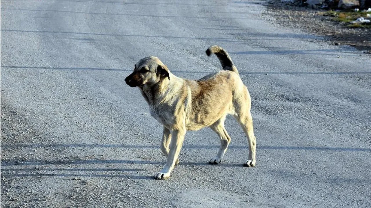 İstanbul'da Sokak Köpeklerini Kontrolsüz Besleme Yasaklandı İstanbul'da Sokak Köpeklerini Kontrolsüz Besleme Yasaklandı