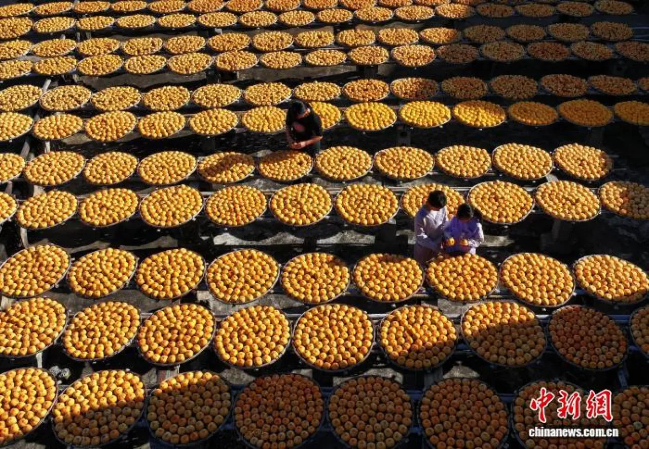 Gongcheng'de Persimon Hasadı: 50 Bin Ton Kurutulmuş Persimon Üretiliyor Gongcheng'de Persimon Hasadı: 50 Bin Ton Kurutulmuş Persimon Üretiliyor