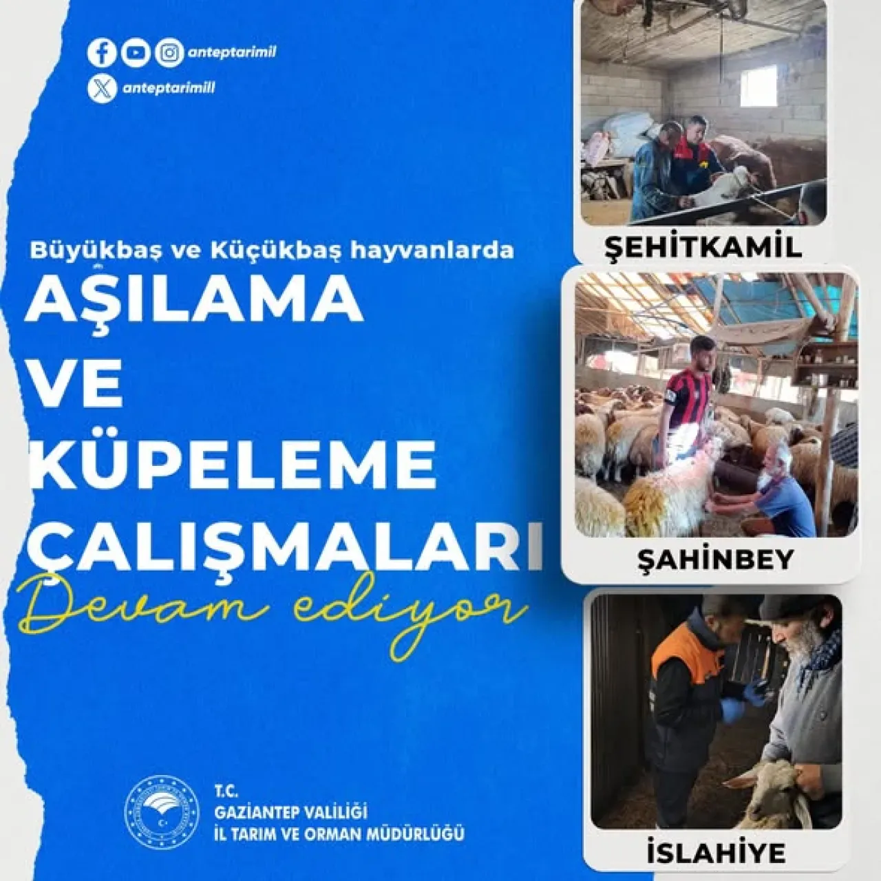 Gaziantep'te Hayvan Sağlığı ve Güvenliği için Aşılama ve Küpeleme Çalışmaları Sürüyor Gaziantep'te Hayvan Sağlığı ve Güvenliği için Aşılama ve Küpeleme Çalışmaları Sürüyor