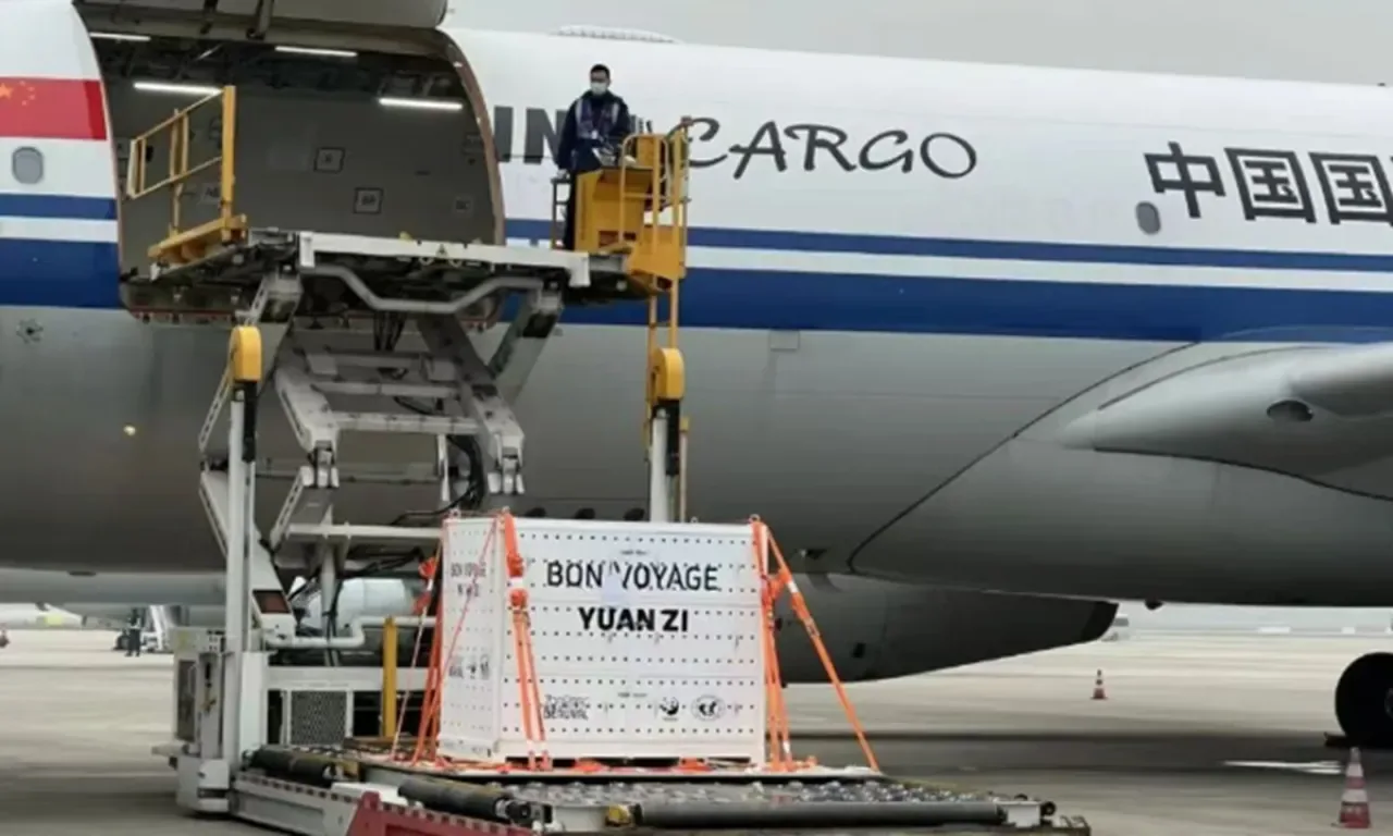 Fransa'dan Çin'e Panda Töreni: Huan Huan ve Yuan Zi Anavatanlarına Döndü Fransa'dan Çin'e Panda Töreni: Huan Huan ve Yuan Zi Anavatanlarına Döndü