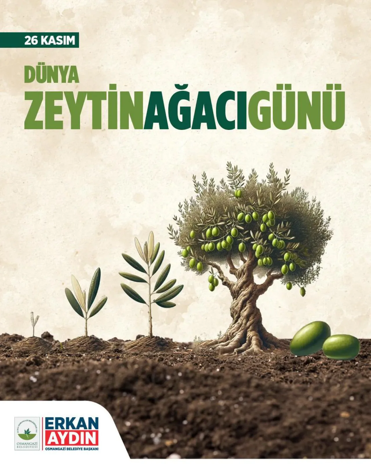 Osmangazi Belediye Başkanı Erkan Aydın, Zeytin Hasadında Bereket Diledi Osmangazi Belediye Başkanı Erkan Aydın, Zeytin Hasadında Bereket Diledi