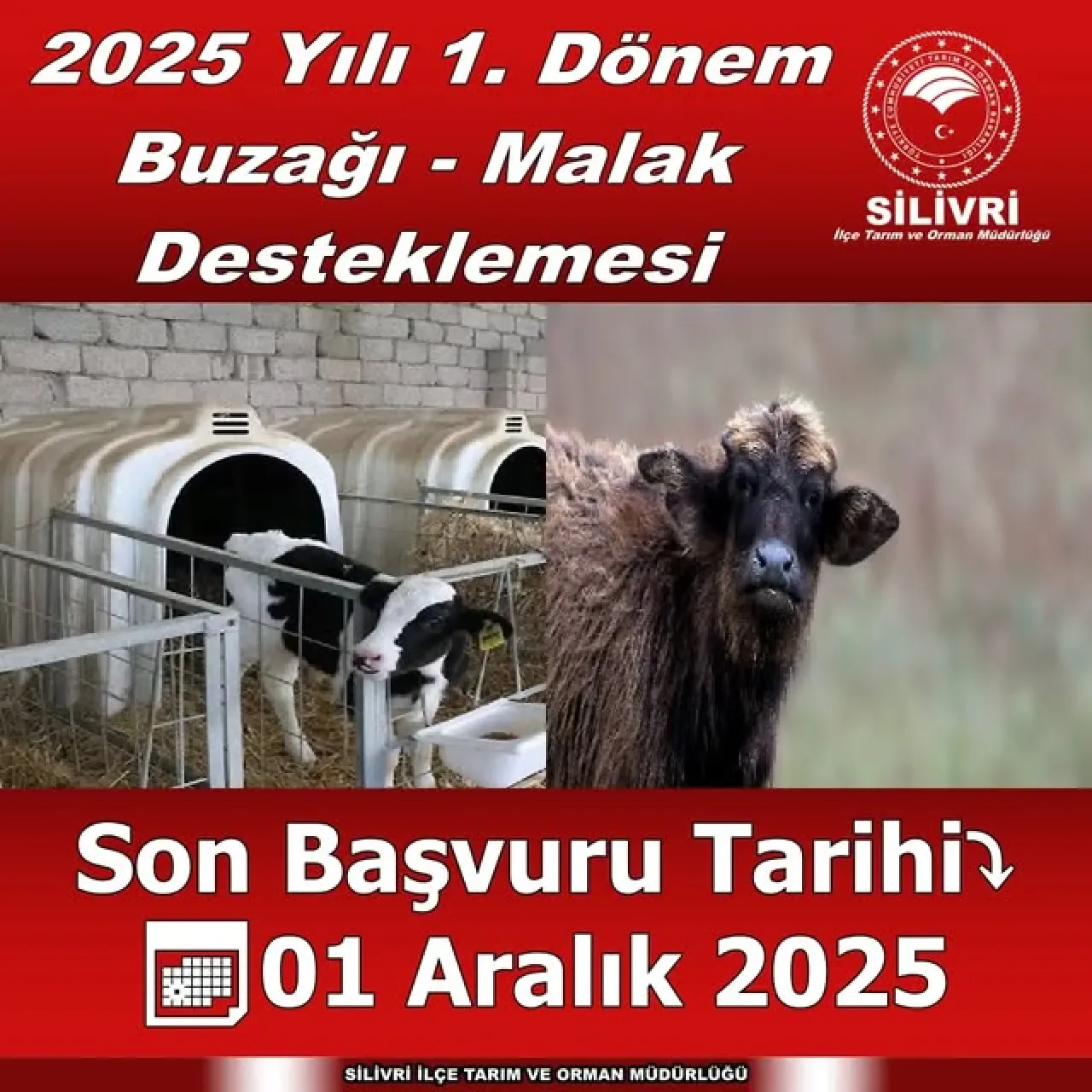 Silivri'de Buzağı ve Malak Destekleme Başvuruları 1 Aralık'a Kadar Devam Ediyor Silivri'de Buzağı ve Malak Destekleme Başvuruları 1 Aralık'a Kadar Devam Ediyor