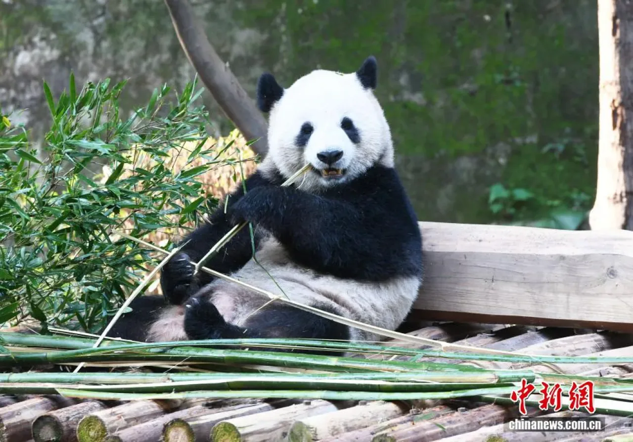 Chongqing Hayvanat Bahçesi'ndeki Dev Pandalar Erken Kış Güneşinin Keyfini Çıkarıyor Chongqing Hayvanat Bahçesi'ndeki Dev Pandalar Erken Kış Güneşinin Keyfini Çıkarıyor