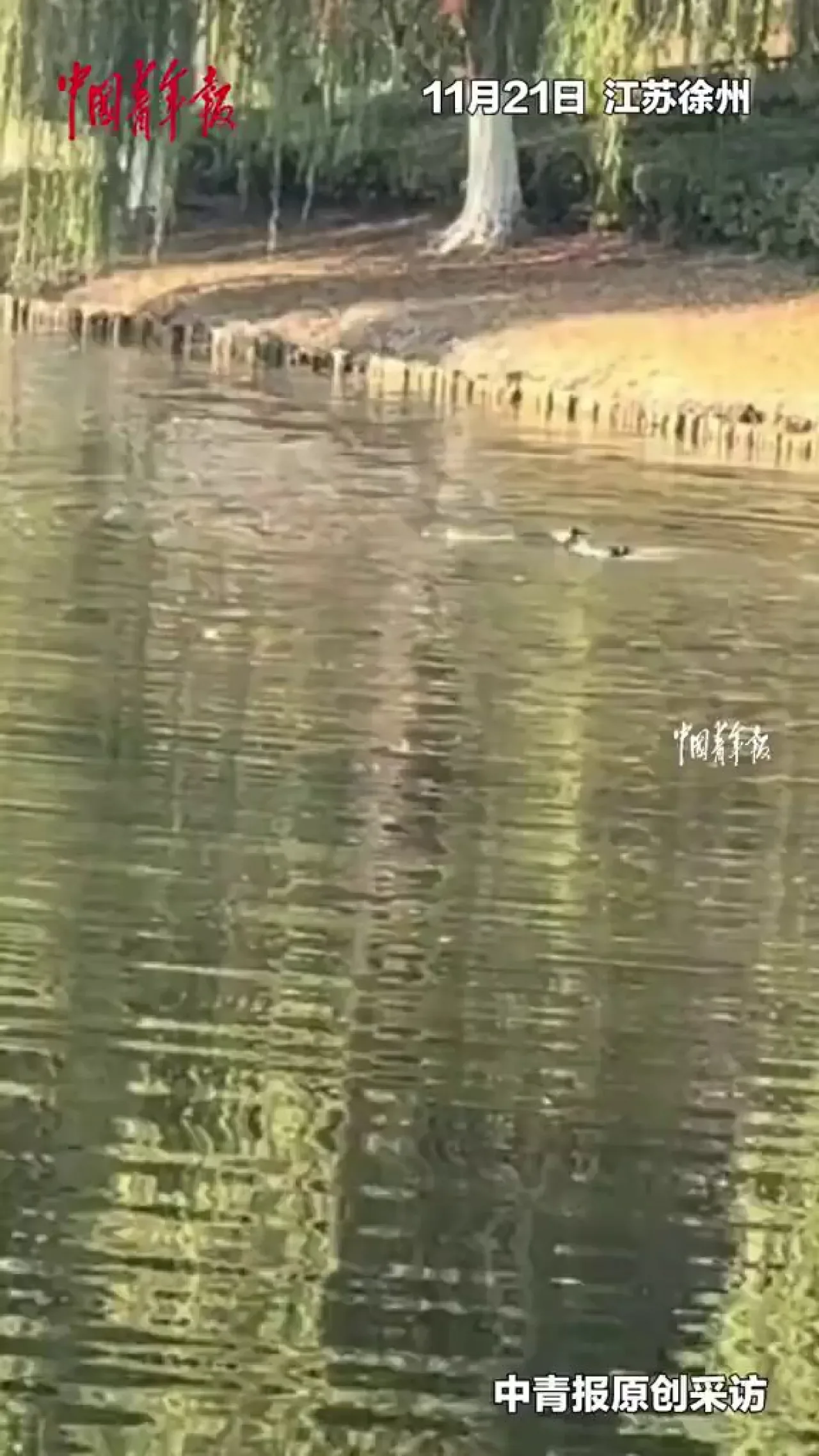 Xuzhou'da Anonim Kahraman: Suda Boğulmak Üzere Olan Çocuğu Kurtarıp Sessizce Ortadan Kayboldu Xuzhou'da Anonim Kahraman: Suda Boğulmak Üzere Olan Çocuğu Kurtarıp Sessizce Ortadan Kayboldu