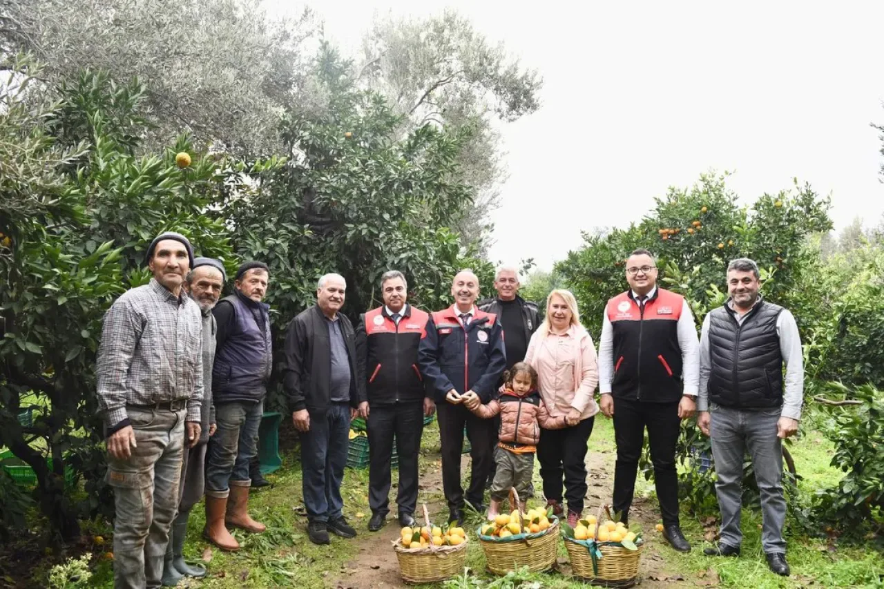 Balıkesir'de Coğrafi İşaretli Havran Mandalinası Hasadı Başladı Balıkesir'de Coğrafi İşaretli Havran Mandalinası Hasadı Başladı