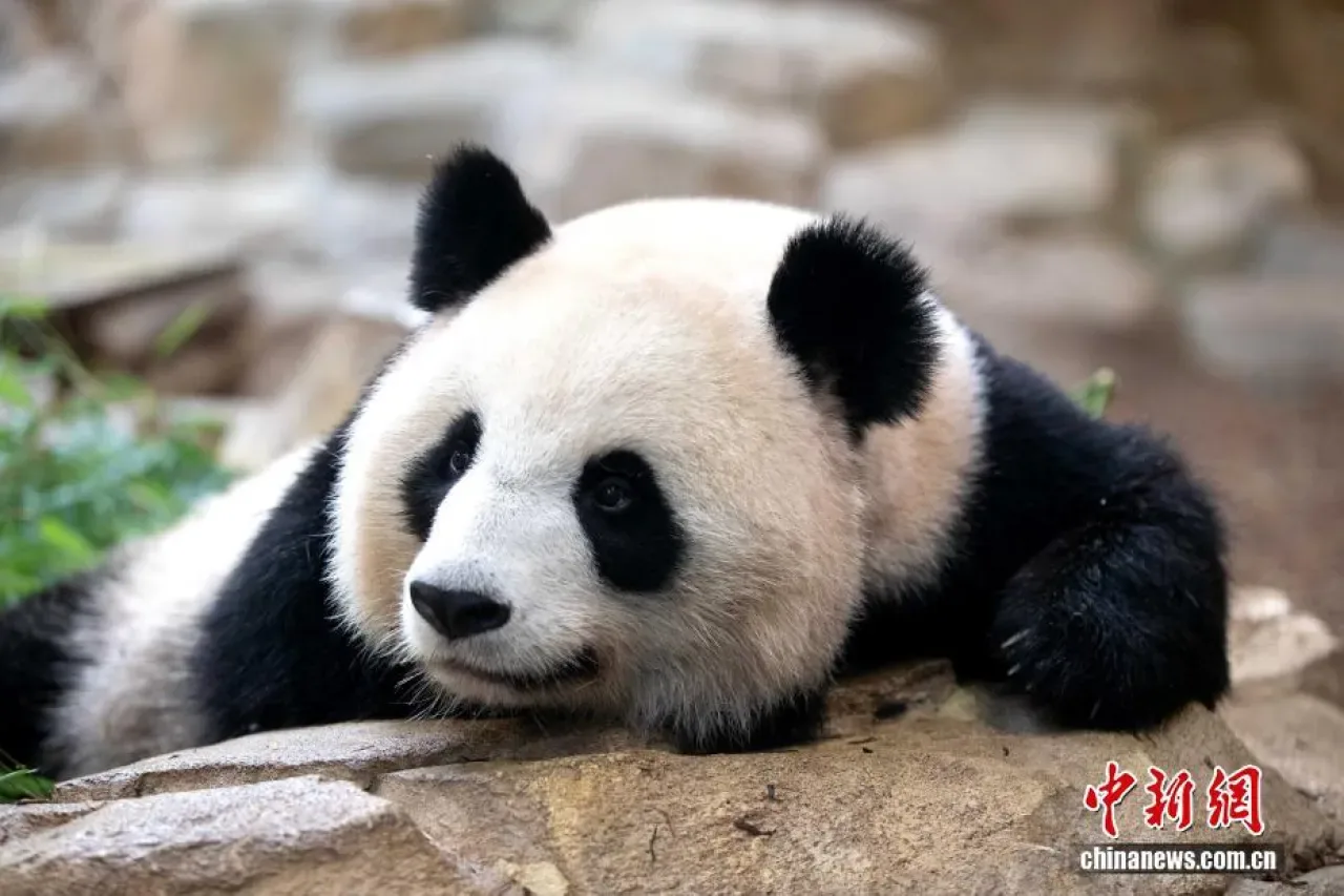 Dev Pandalar Huan Huan ve Yuan Zi Fransa'dan Çin'e Sağlıklı Bir Şekilde Döndü Dev Pandalar Huan Huan ve Yuan Zi Fransa'dan Çin'e Sağlıklı Bir Şekilde Döndü