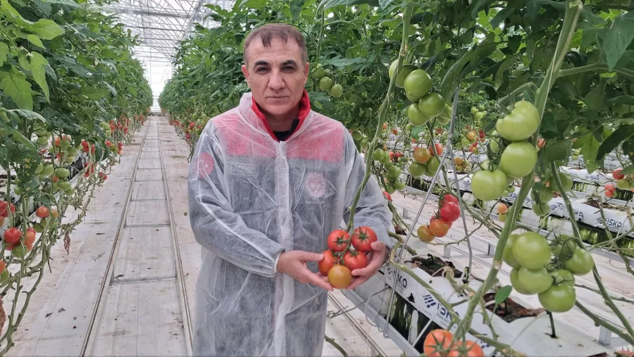 Konya'da 25 Bin Metrekarelik Dev Sera Ziyareti: Topraksız Tarımda Modern Domates Üretimi Konya'da 25 Bin Metrekarelik Dev Sera Ziyareti: Topraksız Tarımda Modern Domates Üretimi